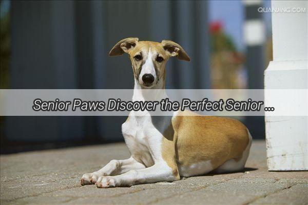 Senior Paws Discover the Perfect Senior Dog Food for Your 14YearOld Canine Companion